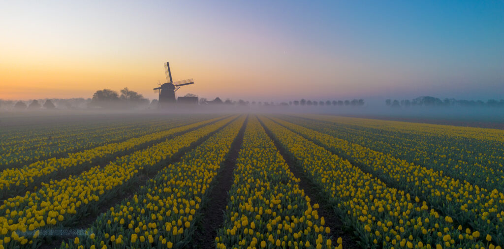 misten en tulpen in de Beemster